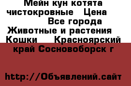 Мейн-кун котята чистокровные › Цена ­ 25 000 - Все города Животные и растения » Кошки   . Красноярский край,Сосновоборск г.
